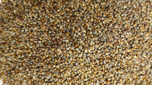 बाजरा के फायदे (Bajra/Pearl Millet Ke Fayde in Hindi) 3 Image of Bajra (Pearl Millet)