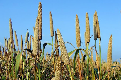 बाजरा के फायदे (Bajra/Pearl Millet Ke Fayde in Hindi) 2 Image of Pearl millet Bajre ka sitta